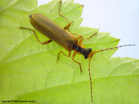 Podabrus alpinus