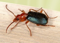 Brachinus crepitans