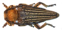 Mallosia imperatrix imperatrix