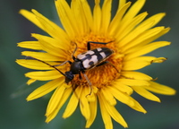 Judolia erratica erratica var. anticedivisus