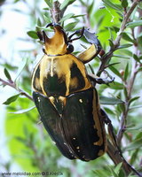 Chelorrhina polyphemus confluens