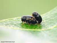 Cryptocephalus labiatus
