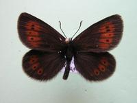 Erebia epiphron transsylvanica