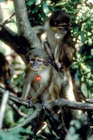 Angolan talapoin (Miopithecus talapoin)