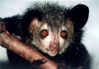 photograph of an amiable aye-aye