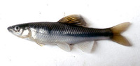 Cyprinella nivea, Whitefin shiner: