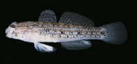 Istigobius spence, Pearl goby: