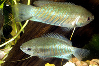 Colisa fasciata, Banded gourami: fisheries, aquarium