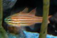 Zoramia perlita, Pearly cardinalfish: