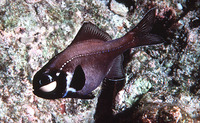 Photoblepharon palpebratum, Eyelight fish: aquarium