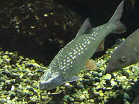 Rutilus pigus, : fisheries