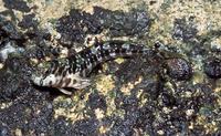 Entomacrodus vomerinus, :