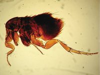 Ceratophyllus gallinae