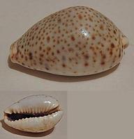 Cypraea pantherina