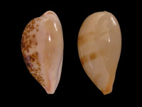 Schilderia achatidea
