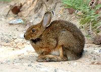 Image of: Lepus americanus (snowshoe hare)