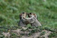 Image of: Marmota himalayana (Himalayan marmot)