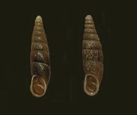 Cochlodina orthostoma