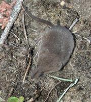 Image of: Sorex arcticus (Arctic shrew)