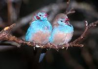 Uraeginthus bengalus - Red-cheeked Cordonbleu