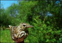 Anthus trivialis - Tree Pipit