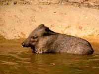 Pecari tajacu - Collared Peccary