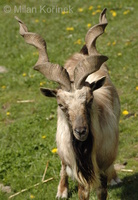 Capra falconeri - Markhor