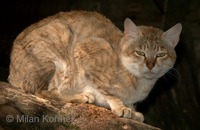 Felis silvestris lybica - African Wildcat