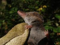 Sorex araneus - Common Shrew