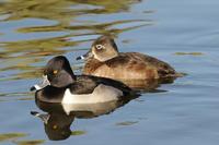 Image of: Aythya collaris (ring-necked duck)