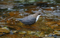 Image of: Cinclus cinclus (white-throated dipper)