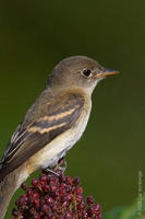 Image of: Empidonax minimus (least flycatcher)