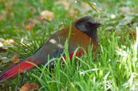 Image of: Garrulax formosus (red-winged laughingthrush)