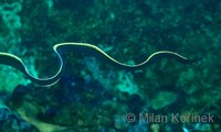 Rhinomuraena quaesita - Black Leafnosed Moray Eel