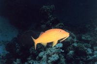 Parupeneus cyclostomus - Blue Goatfish