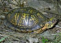 Image of: Terrapene carolina (box turtle)