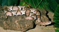 Agkistrodon contortrix - Copperhead