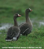 Lesser White-fronted Goose - Anser erythropus