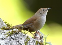 Taiwan Bush Warbler - Bradypterus alishanensis