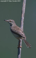 Jungle Prinia - Prinia sylvatica