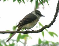 Swinhoe's Minivet - Pericrocotus cantonensis