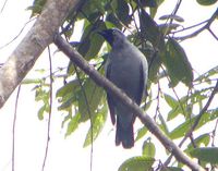 Black-bibbed Cicadabird - Coracina mindanensis