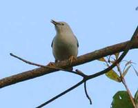 White-headed Starling - Sturnus erythropygius