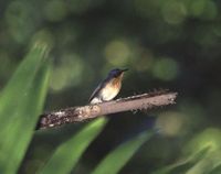 Rufous-throated Flycatcher - Ficedula rufigula