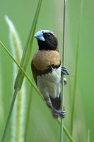 Chestnut breasted Mannikin