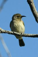 Brown Honeyeater