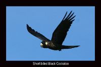 Long-billed Black Cockatoo