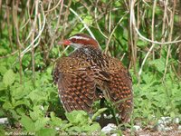 Buff-banded Rail - Gallirallus philippensis