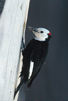 White-headed Woodpecker (Picoides albolarvatus) photo