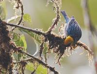 Saffron-crowned Tanager (Tangara xanthocephala) photo